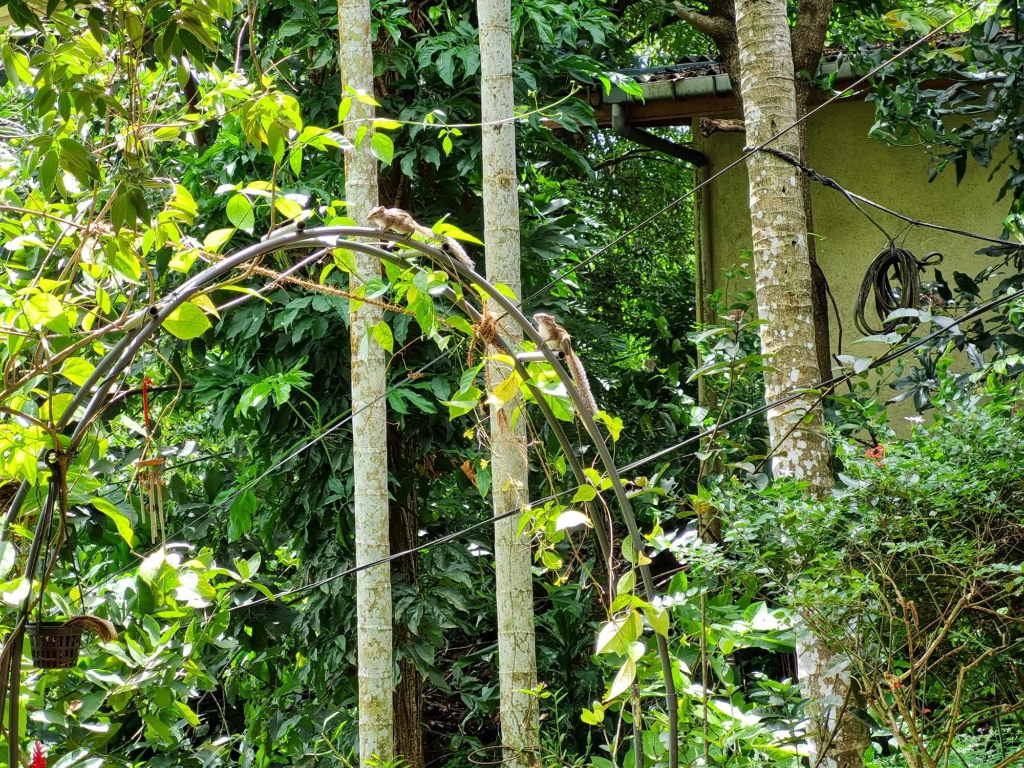 Hotel Squirrel'S Nest Kandy Zewnętrze zdjęcie