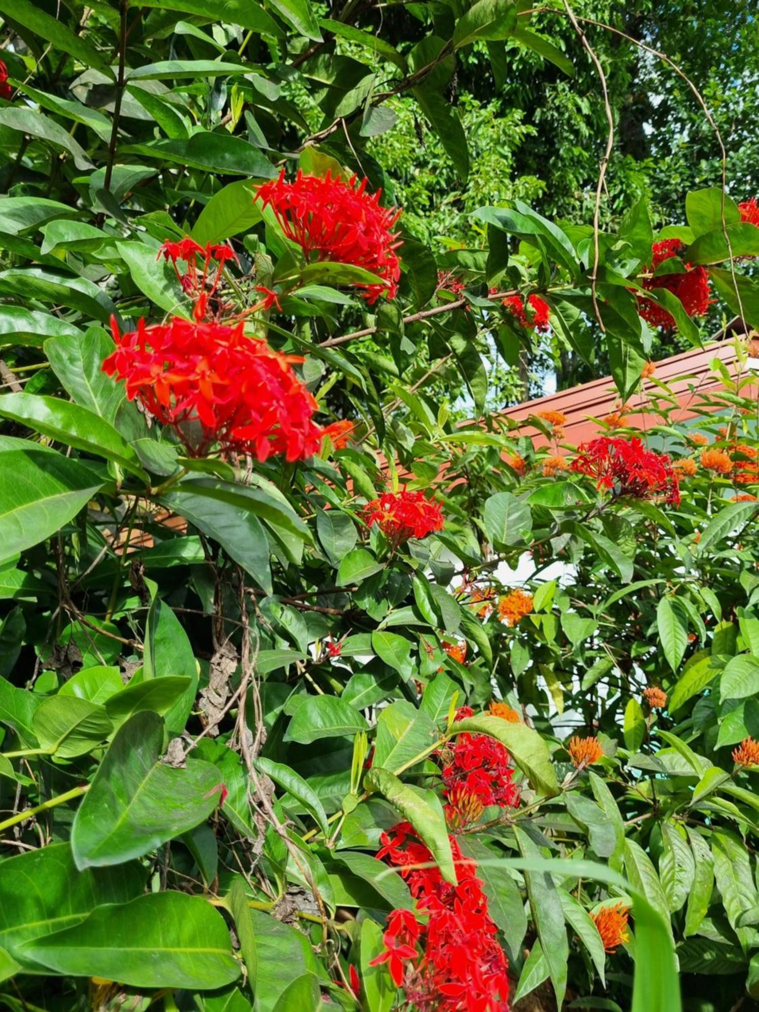 Hotel Squirrel'S Nest Kandy Zewnętrze zdjęcie